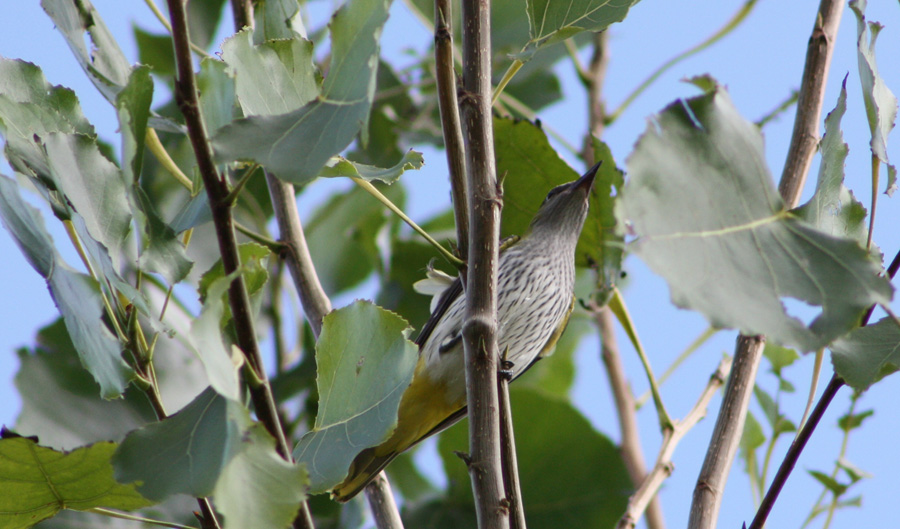 Eurasian Golden Oriole