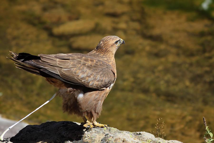 Common Buzzard