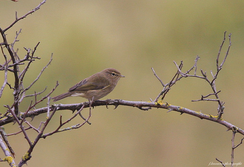 Common Chiffchaff