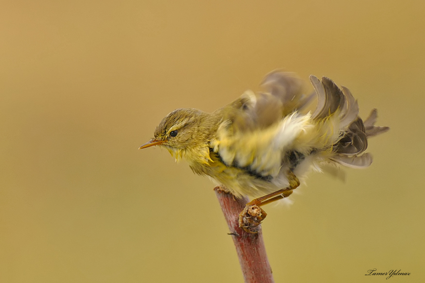 Willow Warbler