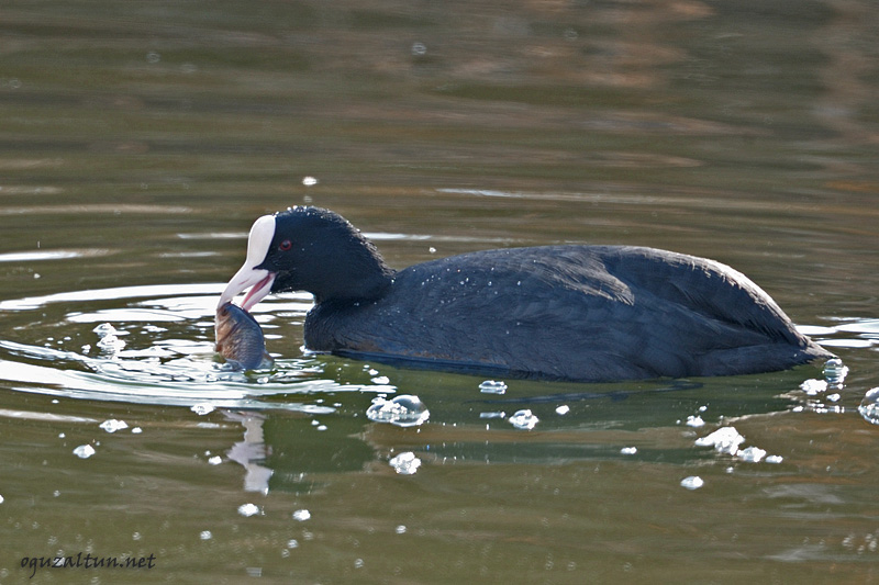 Eurasian Coot