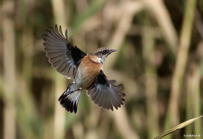 Siberian Stonechat