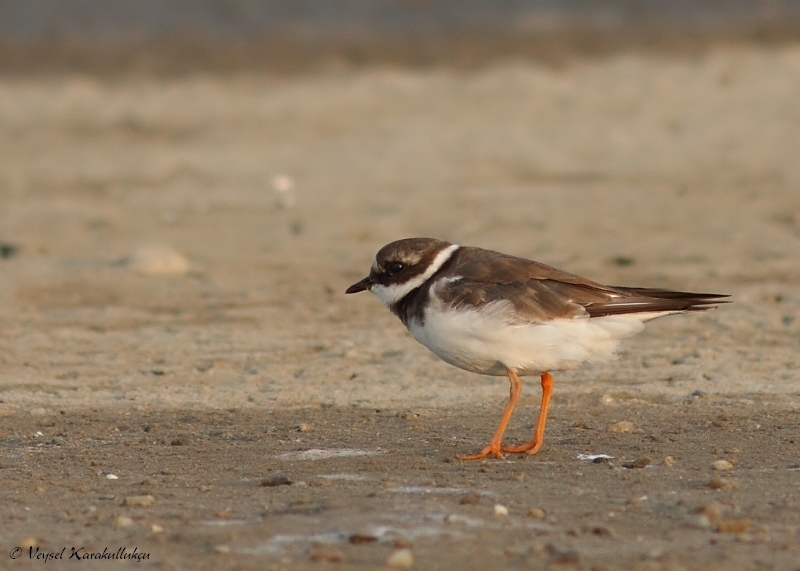 Common Ringed Plover