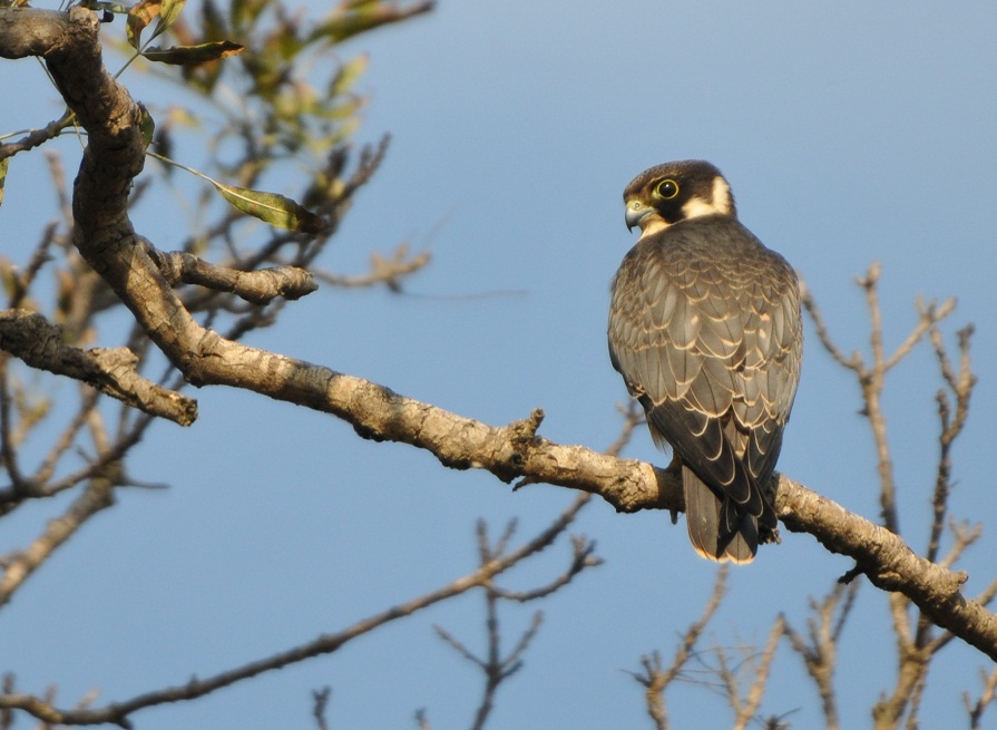 Eurasian Hobby