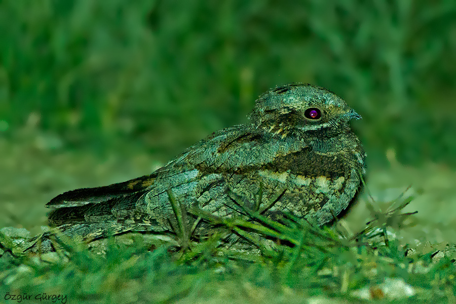 European Nightjar