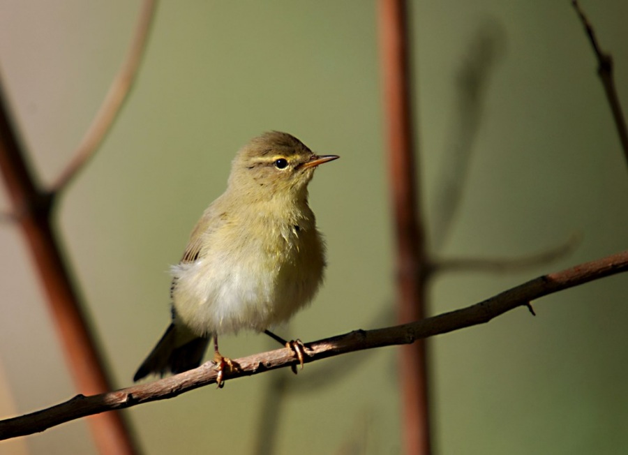 Willow Warbler