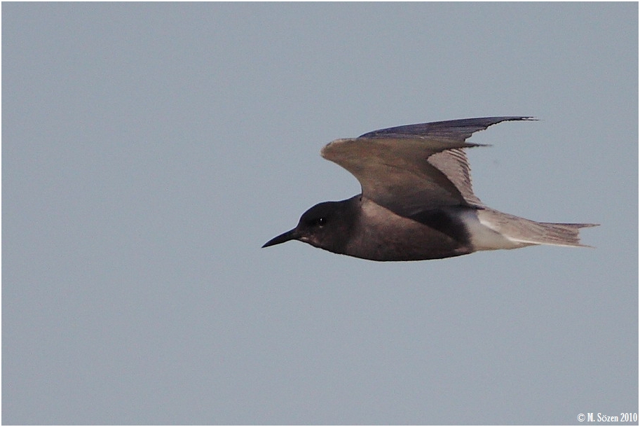 Black Tern