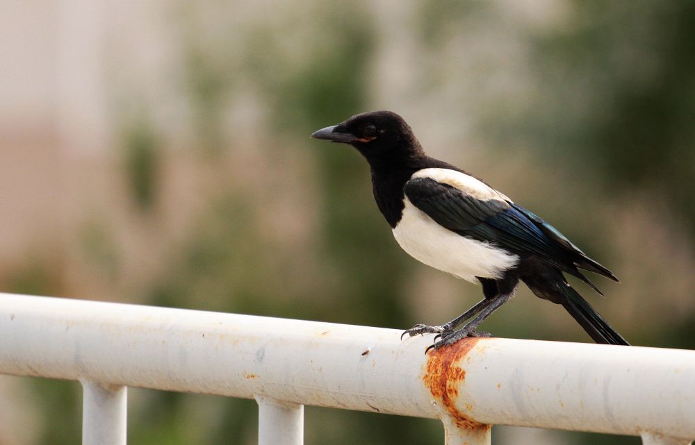 Eurasian Magpie