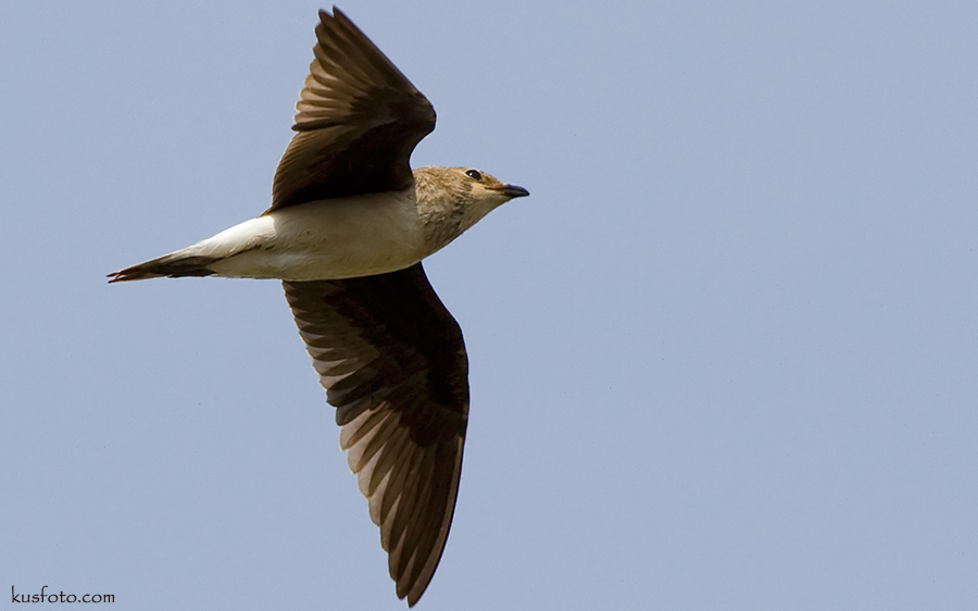 Black-winged Pratincole