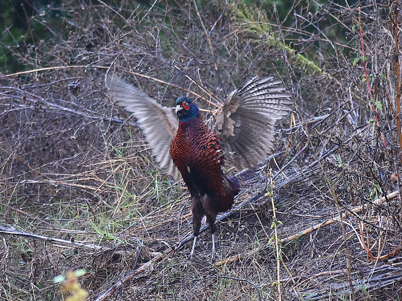 Common Pheasant