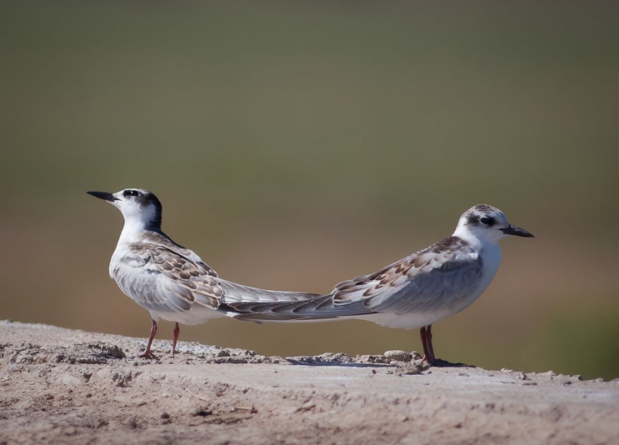 Whiskered Tern