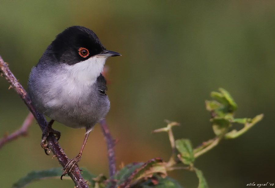 Sardinian Warbler