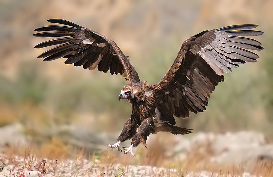 Cinereous Vulture