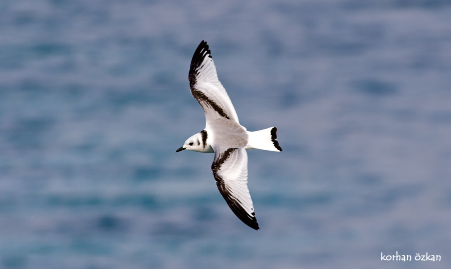 Black-legged Kittiwake
