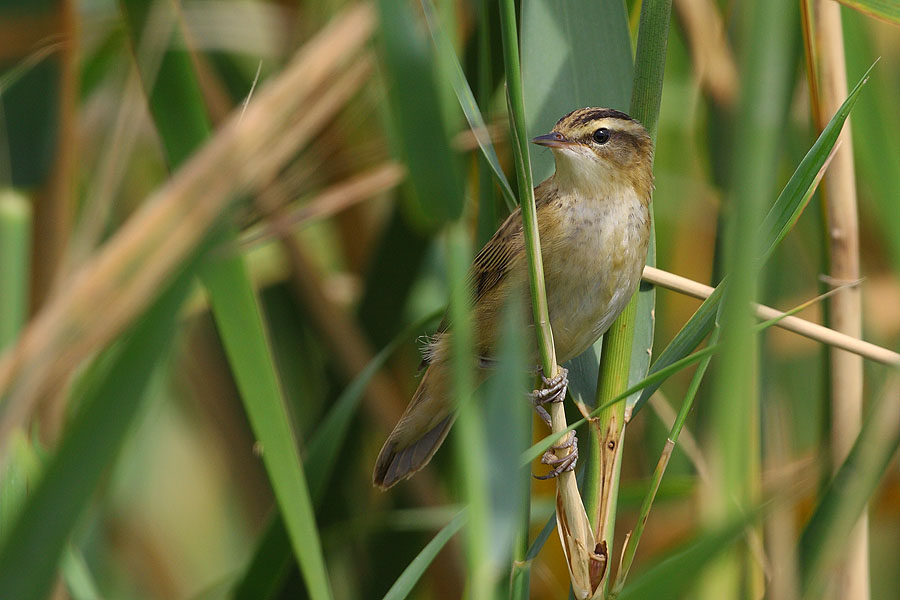 Sedge Warbler