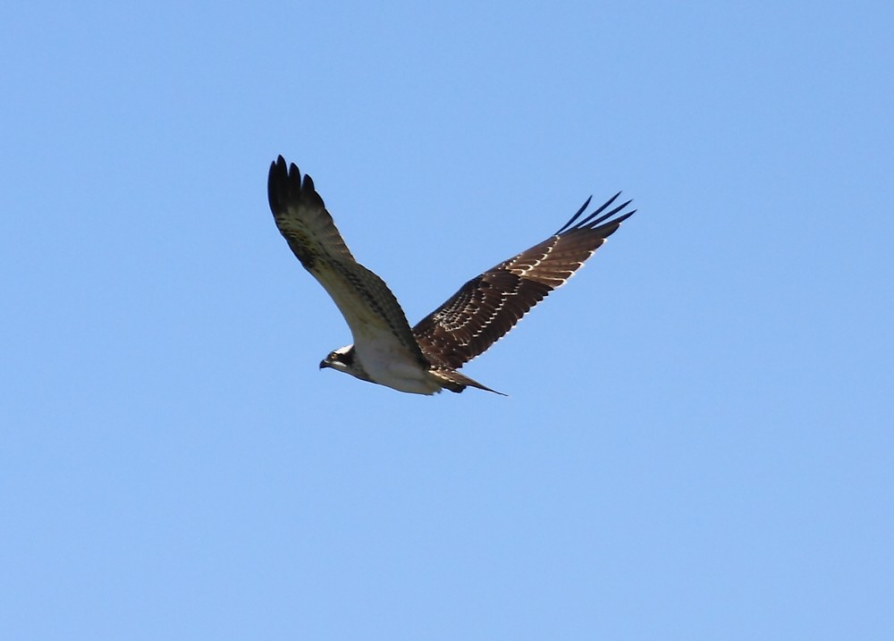 Osprey