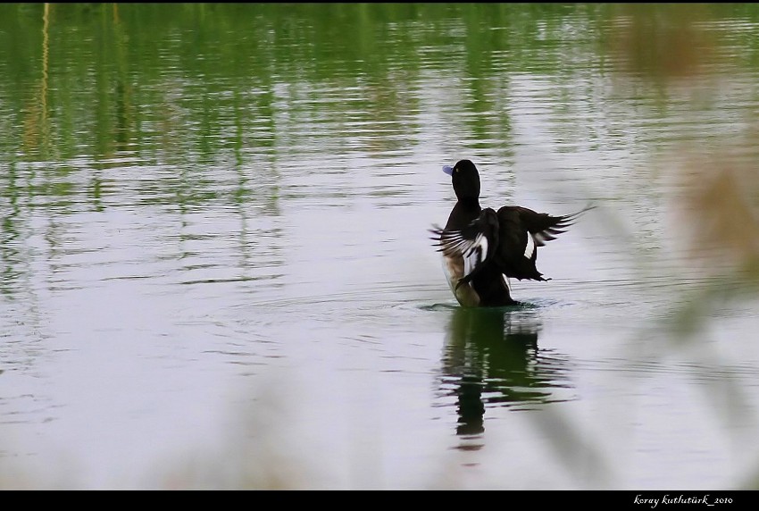Tufted Duck