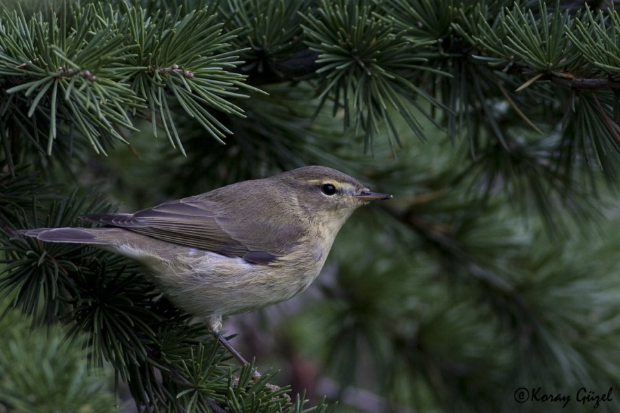 Common Chiffchaff