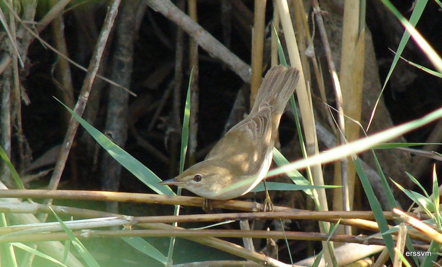Common Reed Warbler