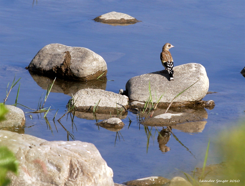 European Goldfinch