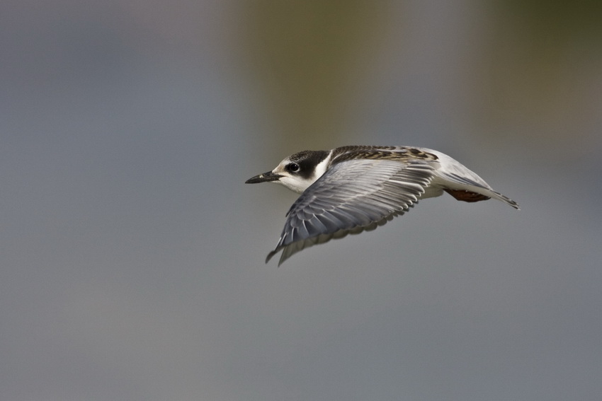 Whiskered Tern