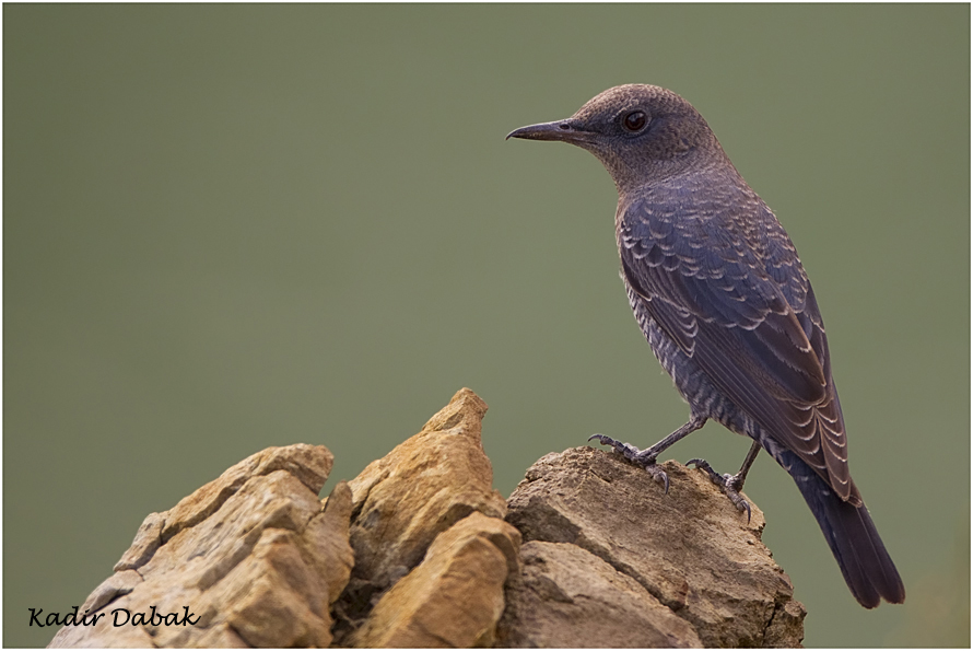 Blue Rock Thrush