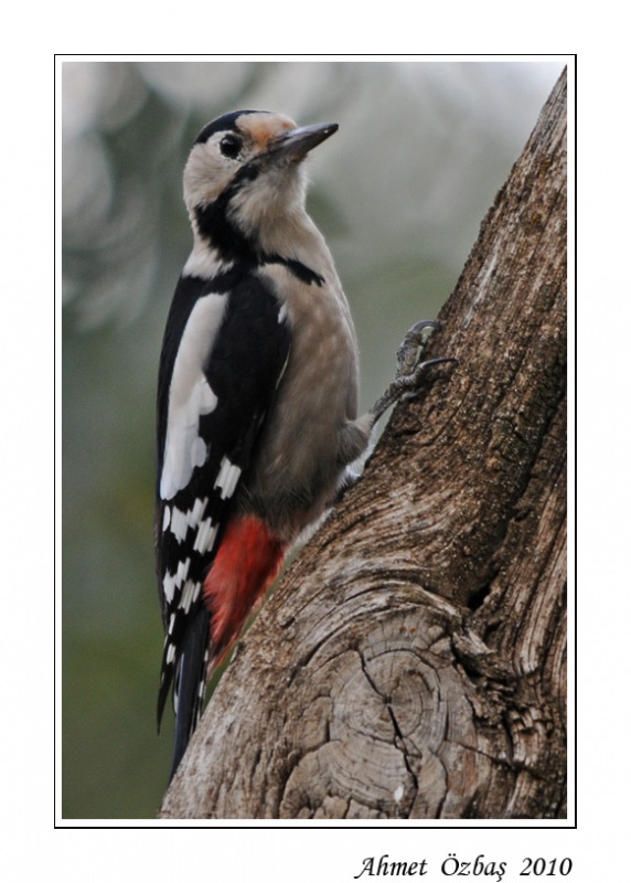 Syrian Woodpecker