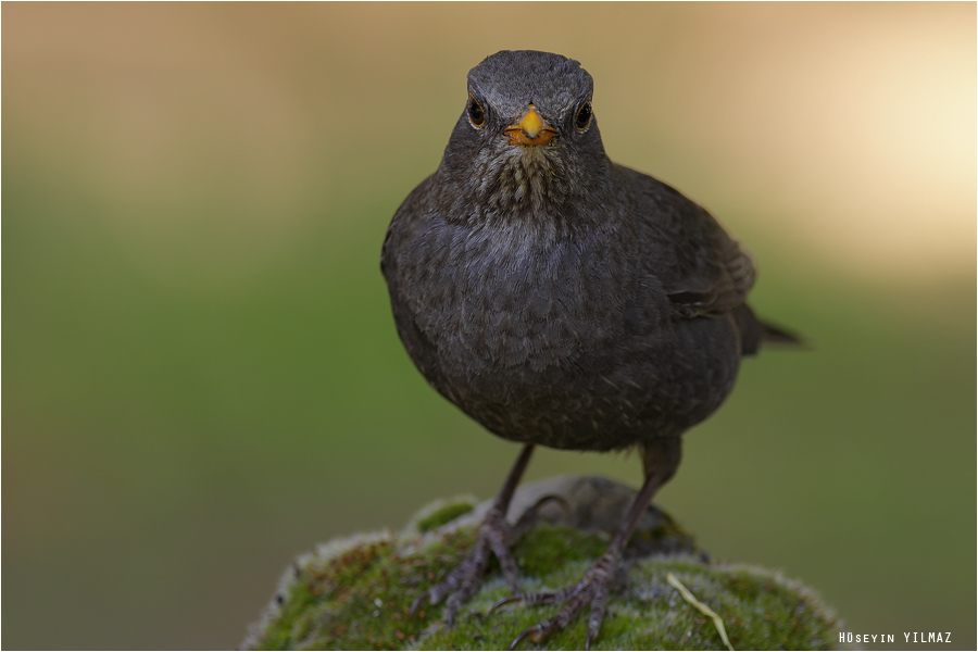 Common Blackbird