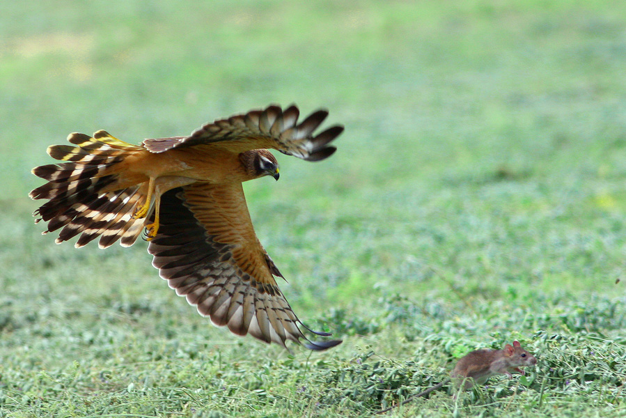 Montagu`s Harrier
