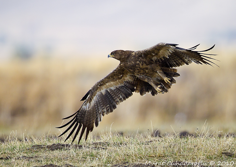 Steppe Eagle