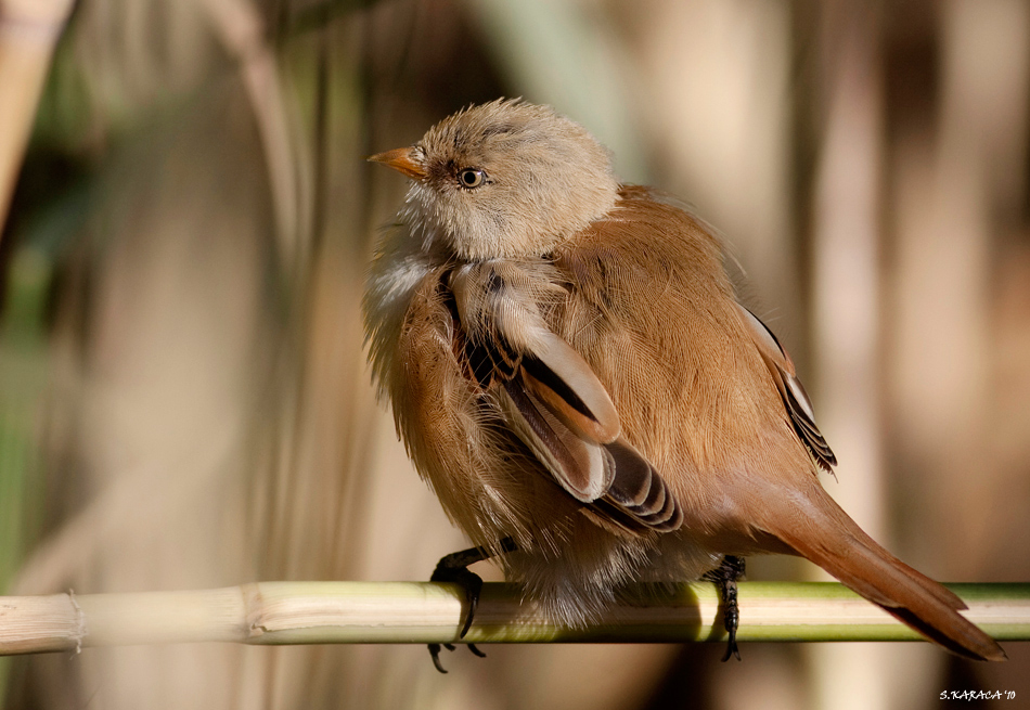 Bearded Reedling
