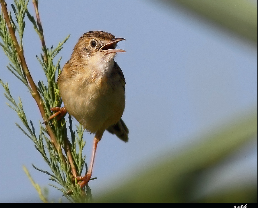 Zitting Cisticola