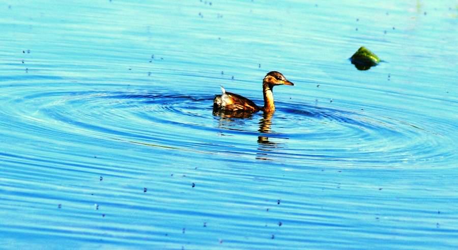 Little Grebe