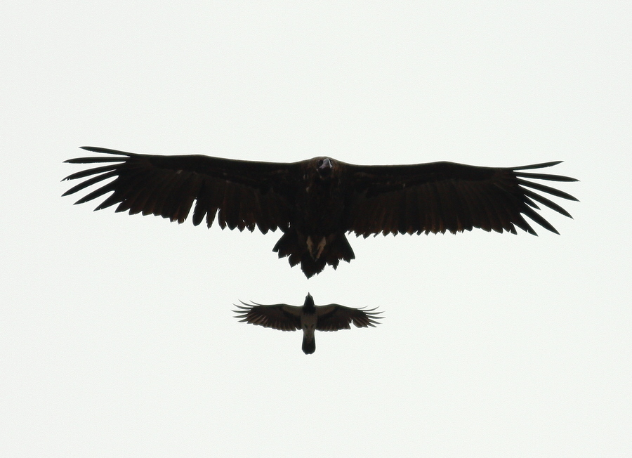 Cinereous Vulture