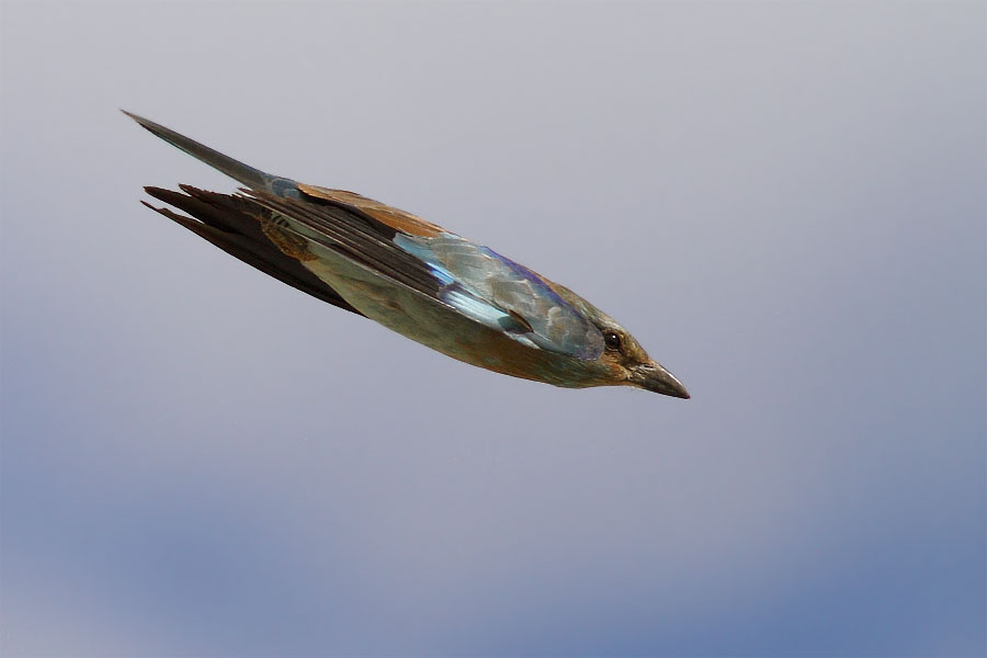 European Roller