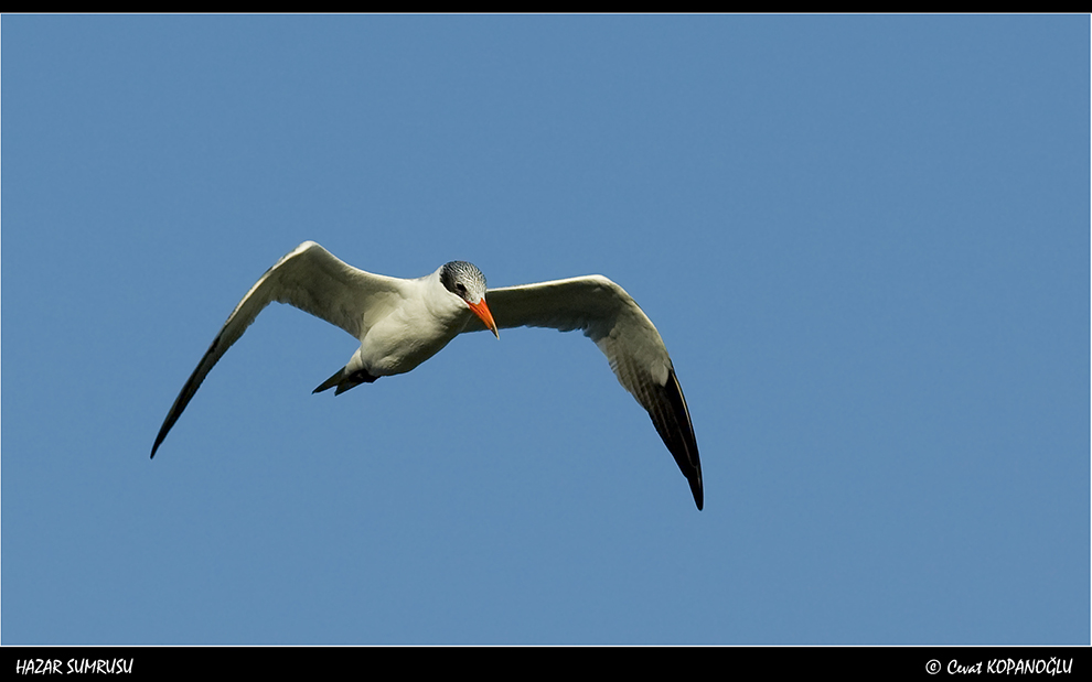 Caspian Tern