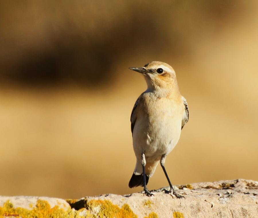 Northern Wheatear