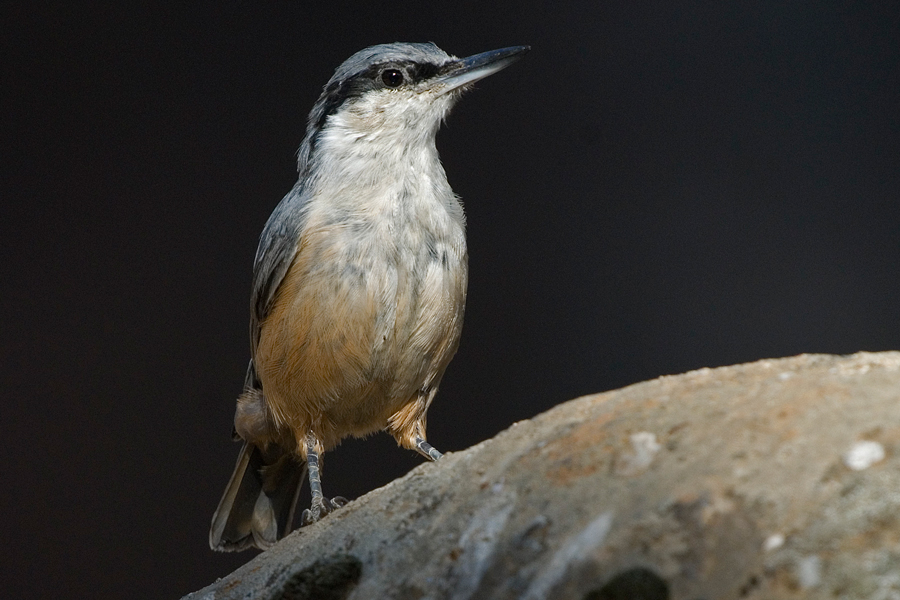 Western Rock Nuthatch