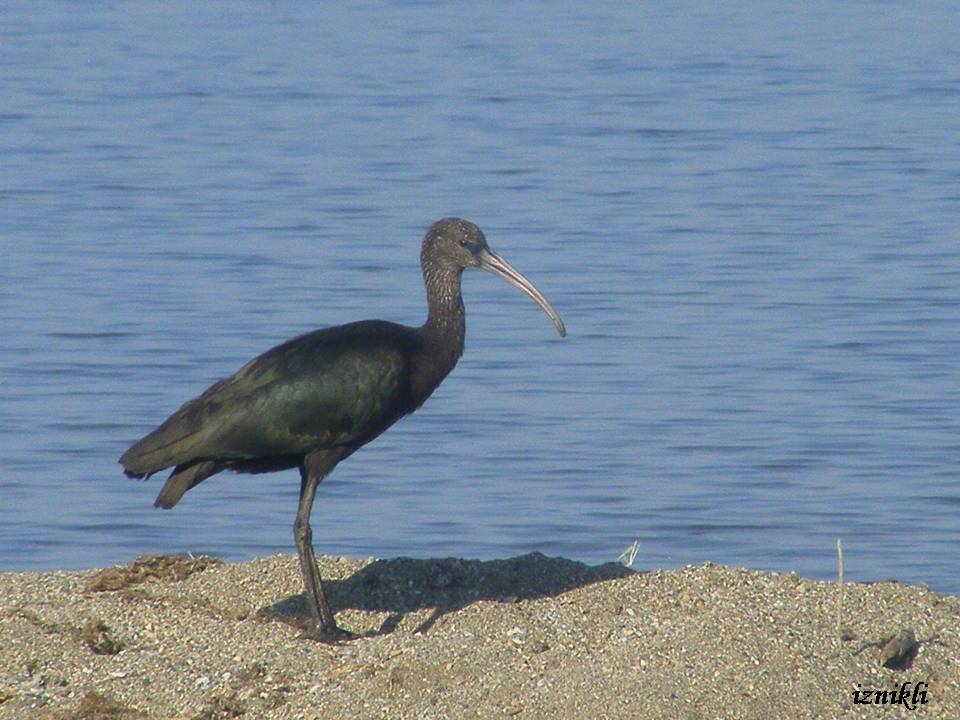 Glossy Ibis