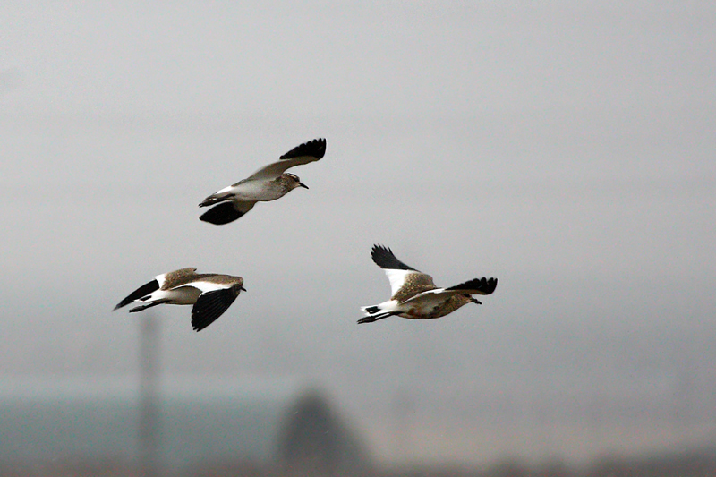 Sociable Lapwing