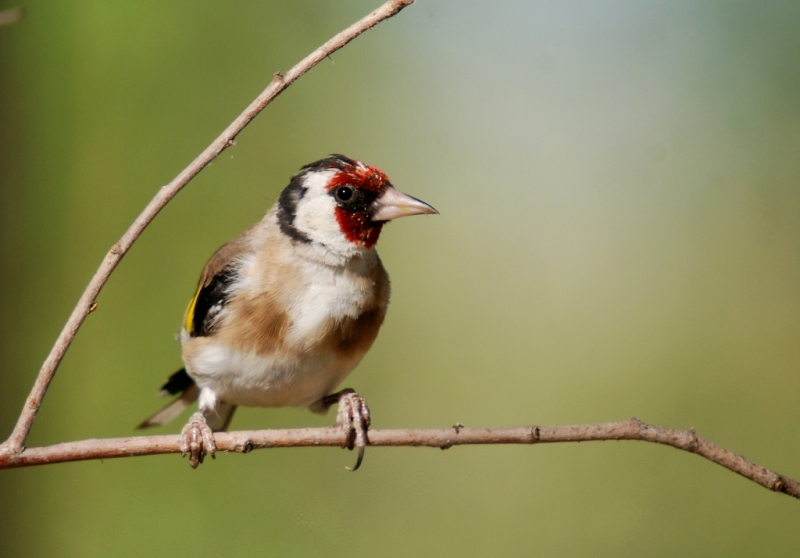 European Goldfinch