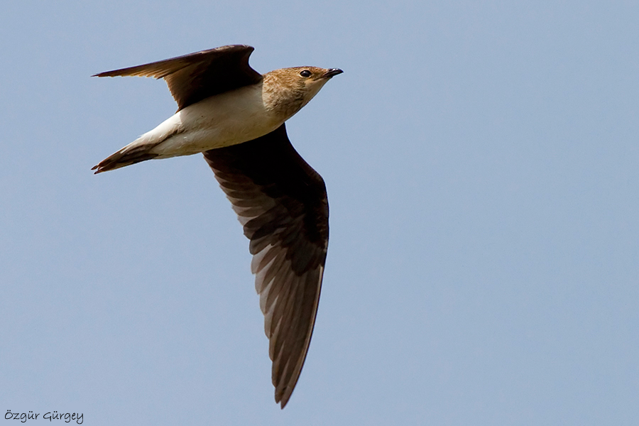 Black-winged Pratincole