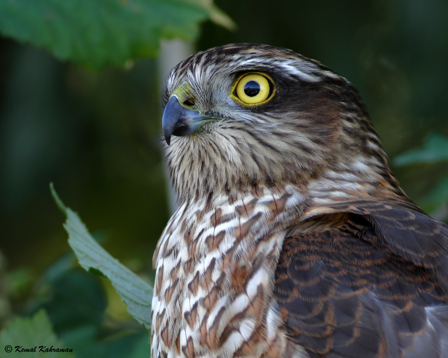 Eurasian Sparrowhawk