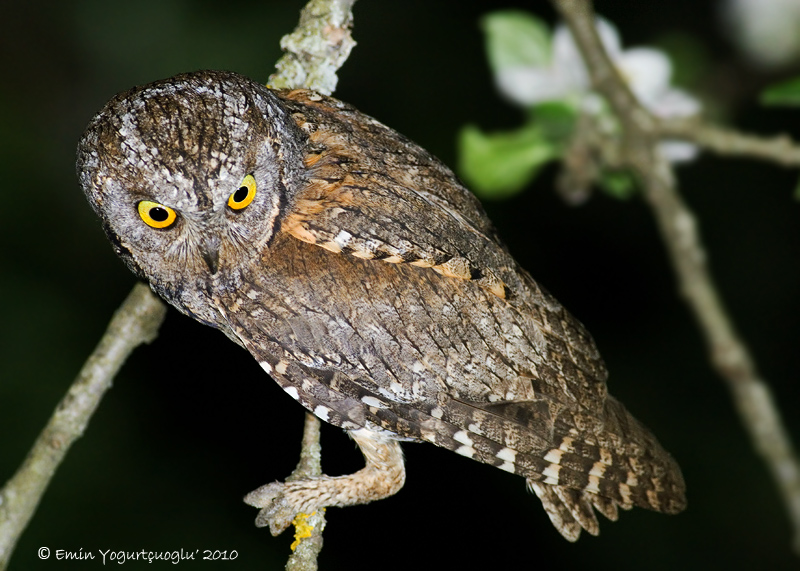 Eurasian Scops Owl