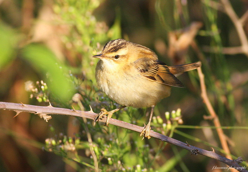 Sedge Warbler