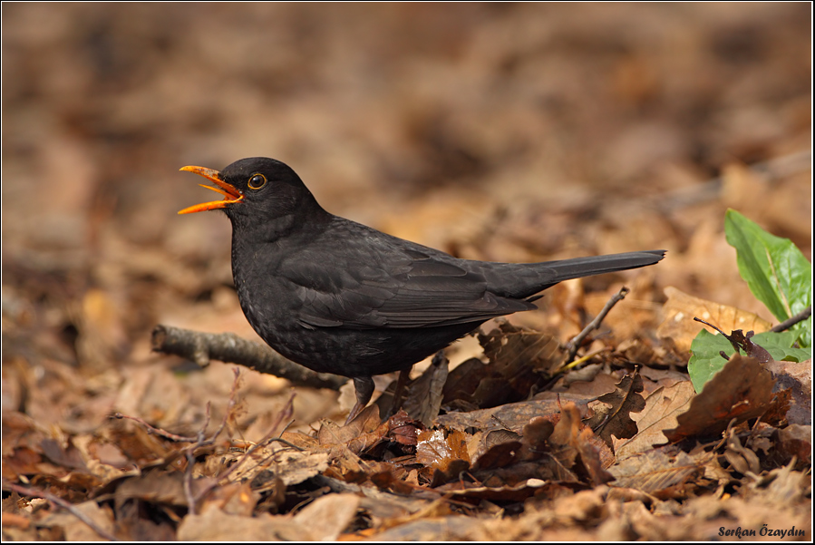 Common Blackbird