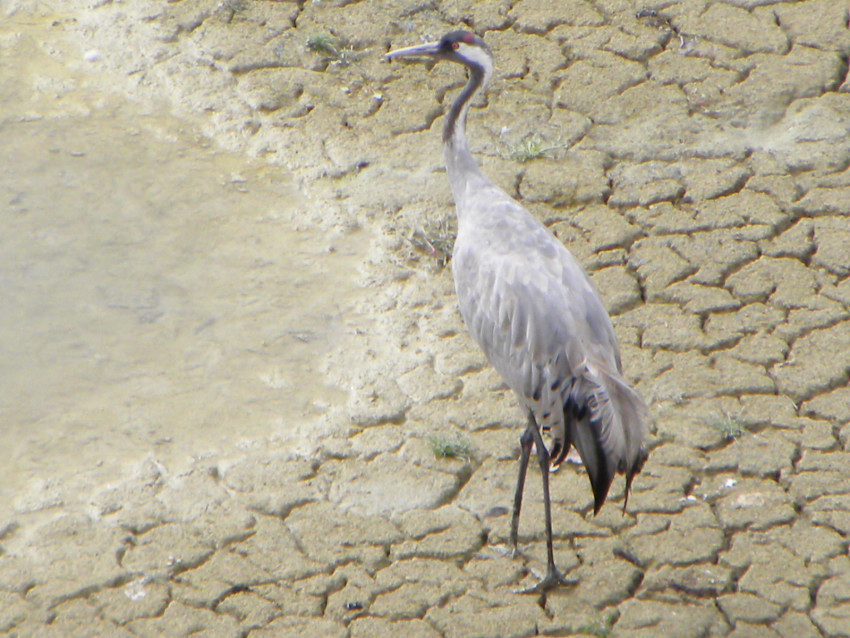 Common Crane