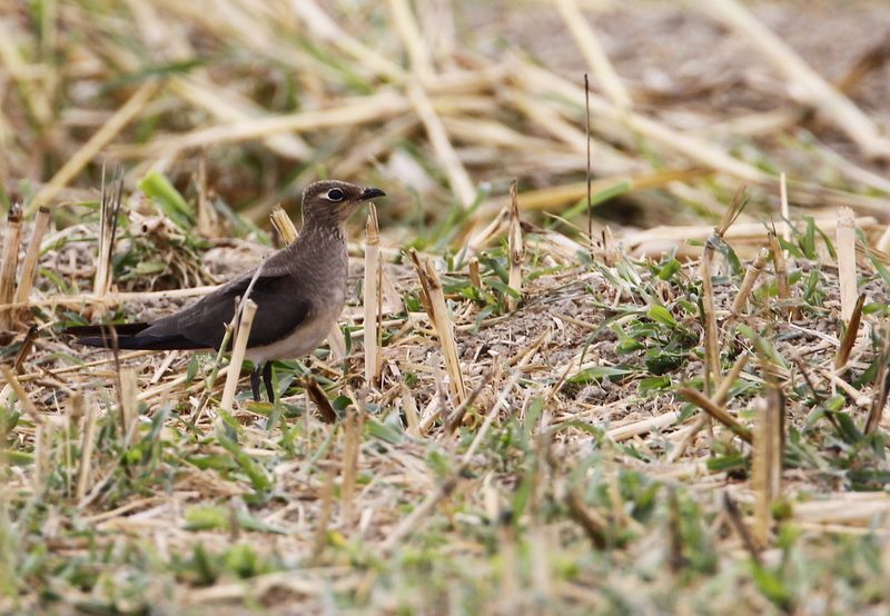 Black-winged Pratincole