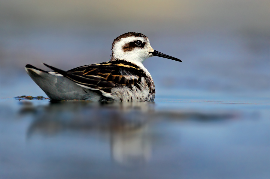 Red-necked Phalarope