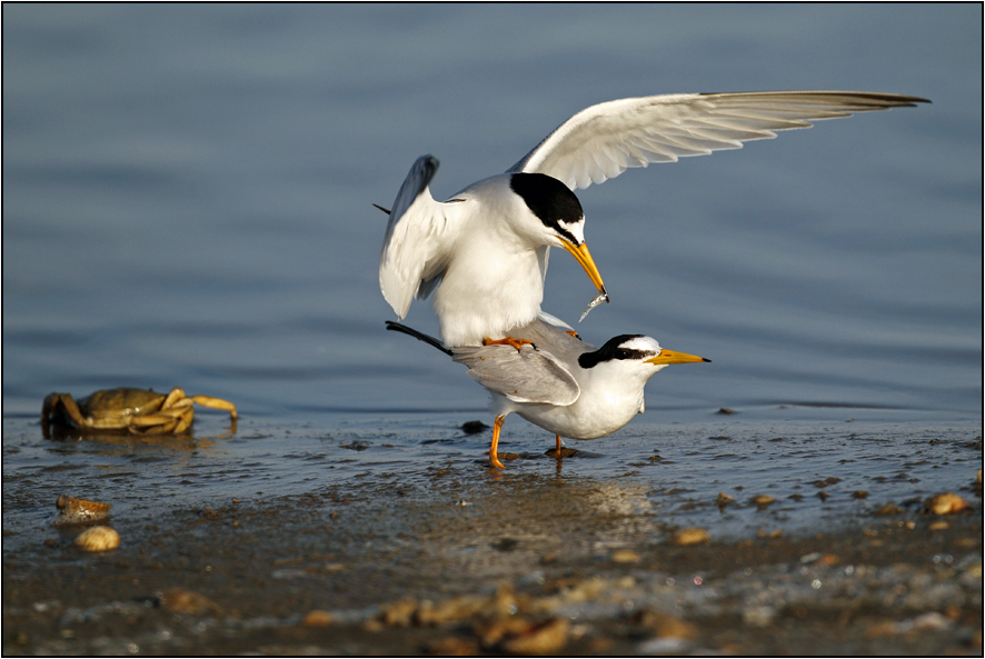 Little Tern